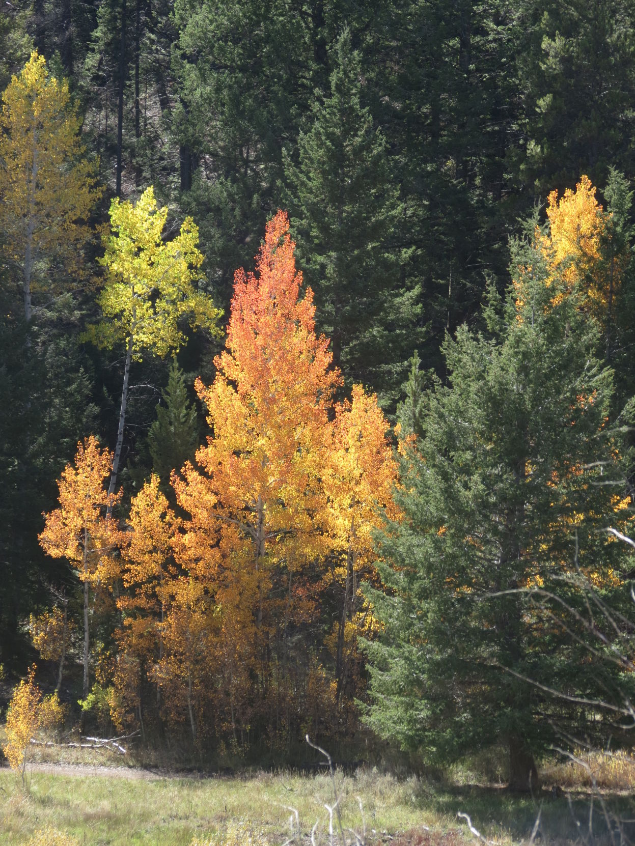 Adams Gulch1